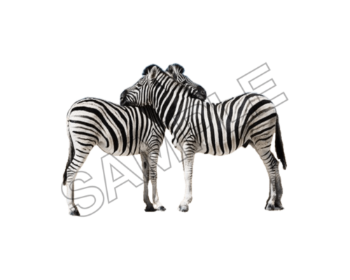 zebra sample image png