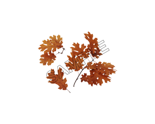 autumn leaves stalk sample image png