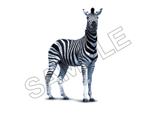 zebra sample image png