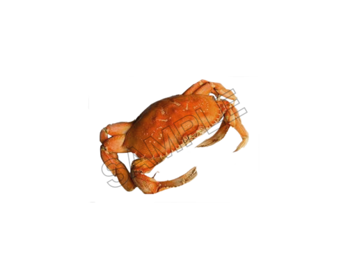 crabs sample image png