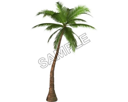 palm island tree sample image png