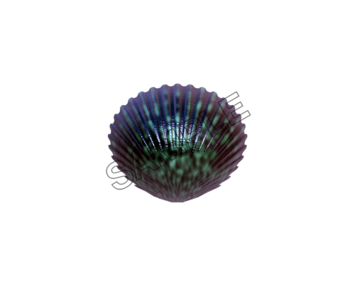 seashells azure sample image png