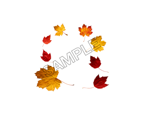 autumn leaves examples sample image png