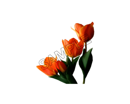 tulip orange color sample image png