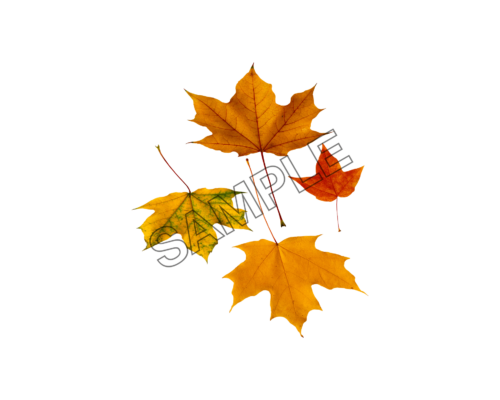 autumn leaves colorful sample image png