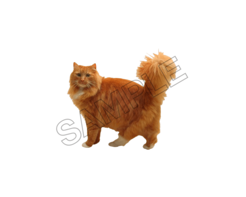 animals sample image png