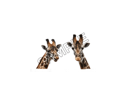 giraffes aspect sample image png