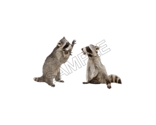 animals raccons word sample png