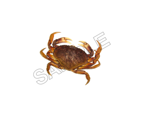 crabs sample image png