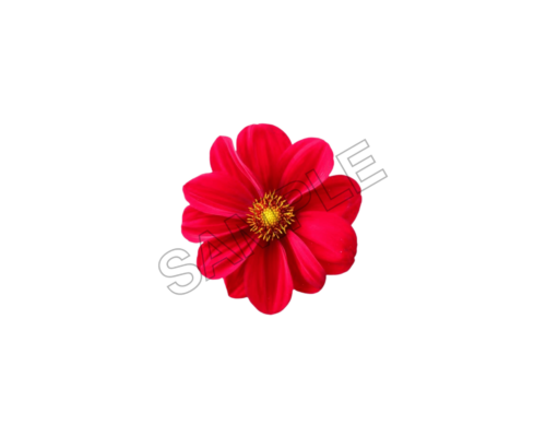 flowers and bouquets sample image png