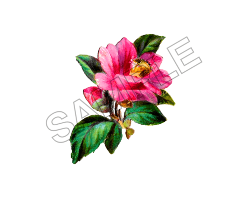 flowers sample image png