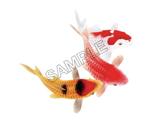 koi fish swimming together png