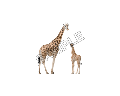 giraffe mom and baby sample image png