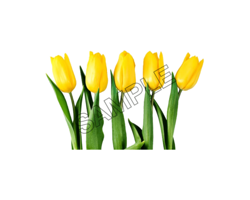 tulip yellow color sample image png