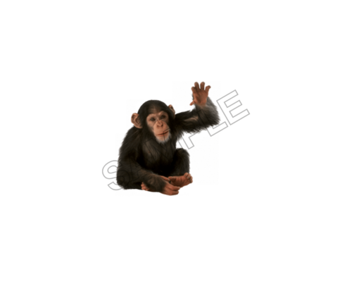 monkey sample image png