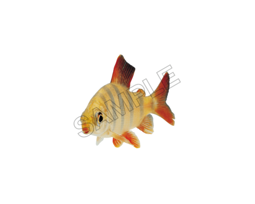 fish sample image png