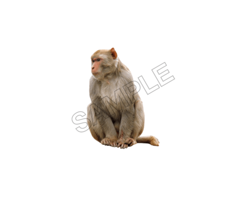 animals sample image png