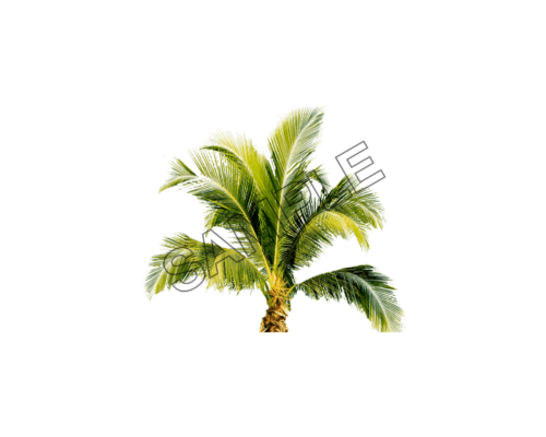 palm leaves tree sample image png