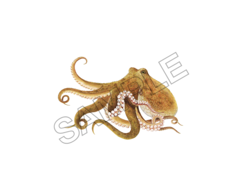 octopus sample image png