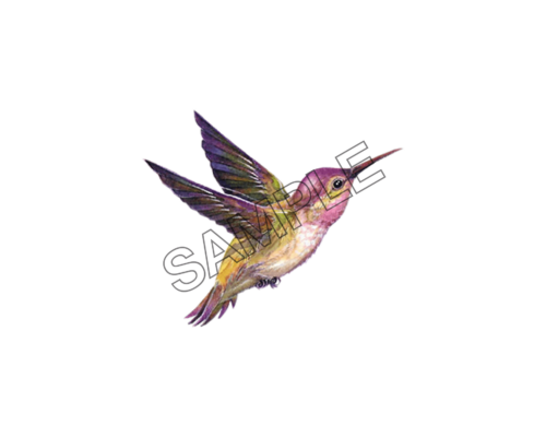 birds hummingbird sample image png