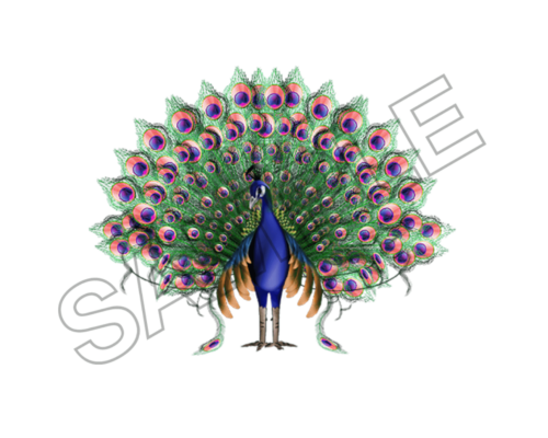 peacock sample image png