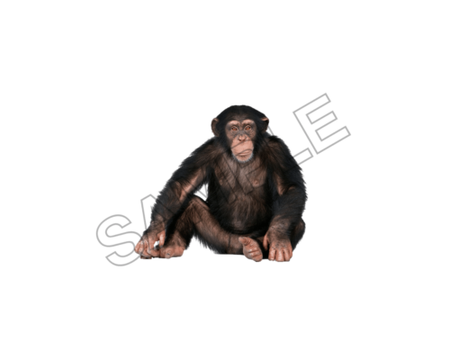 chimpanze , animal, png