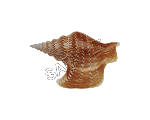 seashells sharp sample image png