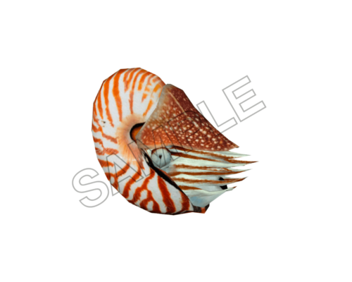 ocean underworld animals sample image png