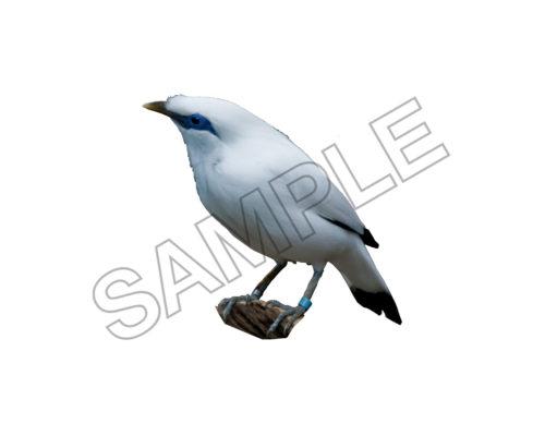 starling bird sample image png