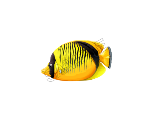 fish sample image png