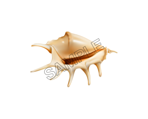 seashells star sample image png