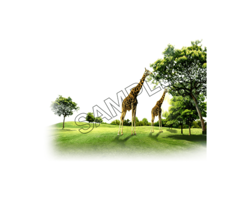 giraffe grazing grass sample image png