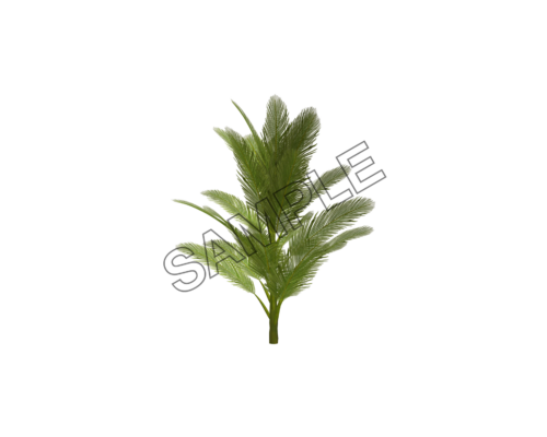 palm branched tree sample image png