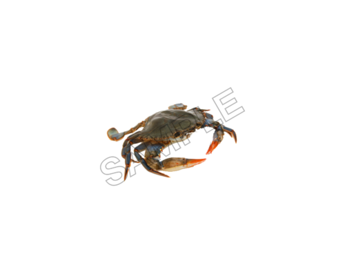 crabs sample image png