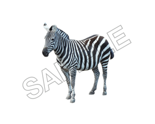 zebra sample image png