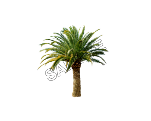 palm strong tree sample image png