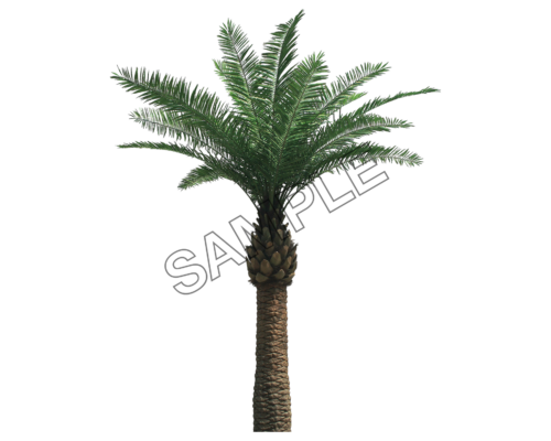 upright palm tree sample image png