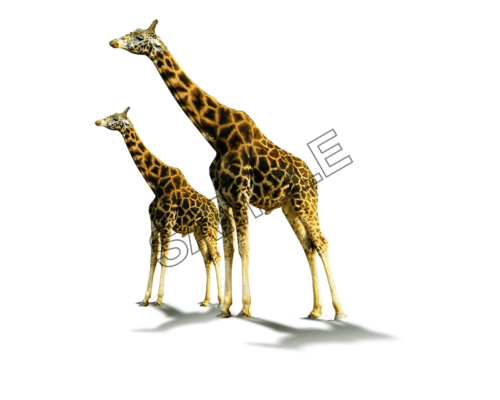 giraffes together sample image png