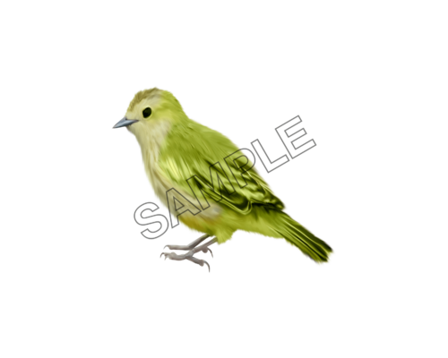 birds green sparrow sample image png