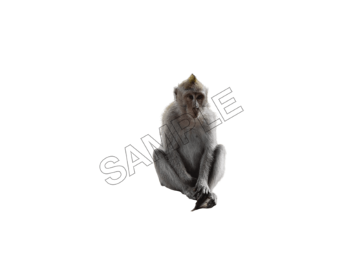 monkey sample image png