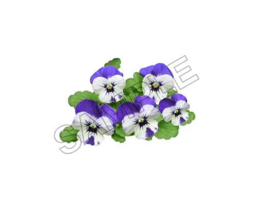 flowers and bouquets sample image png