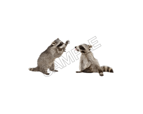 raccoon ,sample image png