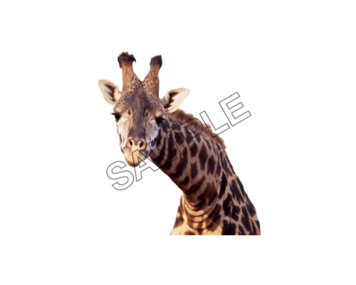 giraffes face sample image png