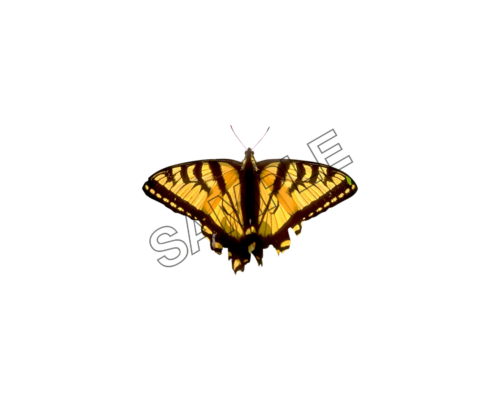 butterfly brown color sample image png